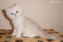 S*Esteticas Mister Max (Max) 6 weeks