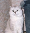 EC S*Esteticas Mister Moonshine (Mister) stolpe