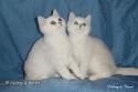 S*Esteticas Miss Misty (Misty) and S*Esteticas Mister Max (Max) 12 weeks