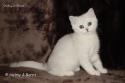 S*Esteticas Miss Misty (Misty) 10 weeks