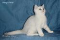 S*Esteticas Miss Misty (Misty) 12 weeks