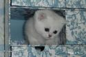 S*Esteticas Miss Misty (Misty) 4 weeks