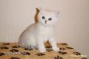 S*Esteticas Miss Misty (Misty) 6 weeks