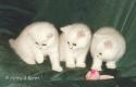 N-litter  6 weeks