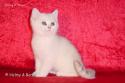 S*Esteticas Nalle (Nalle) 11 weeks - nr 1