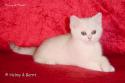 S*Esteticas Nalle (Nalle) 11 weeks - nr 2