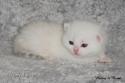 S*Esteticas Nalle (Nalle) 2 weeks