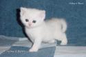 S*Esteticas Nalle (Nalle) 5 weeks - nr 1