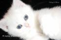 S*Esteticas Nalle (Nalle) 7 weeks - nr 3