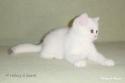S*Esteticas Nalle (Nalle) 9 weeks - nr 1