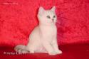 S*Esteticas Napoleon (Napoleon) 11 weeks - nr 1