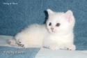 S*Esteticas Napoleon (Napoleon) 5 weeks