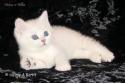 S*Esteticas Napoleon (Napoleon) 7 weeks - nr 2