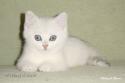 S*Esteticas Napoleon (Napoleon) 9 weeks - nr 2
