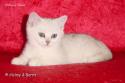 S*Esteticas Nickel (Nickel) 11 weeks - nr 1