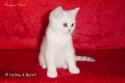 S*Esteticas Nickel (Nickel) 11 weeks - nr 2