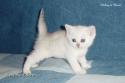 S*Esteticas Nickel (Nickel) 5 weeks - nr 1