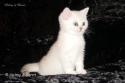 S*Esteticas Nickel (Nickel) 7 weeks - nr 2