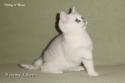 S*Esteticas Nickel (Nickel) 9 weeks - nr 1