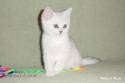 S*Esteticas Nickel (Nickel) 9 weeks - nr 2