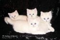 S*Esteticas Nickel (Nickel), S*Esteticas Nova (Pi), S*Esteticas Napoleon (Napoleon) and S*Esteticas Nalle (Nalle) främst 7 weeks