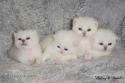 S*Esteticas Nova (Pi), S*Esteticas Nalle (Nalle), S*Esteticas Napoleon (Napoleon) and S*Esteticas Nickel (Nickel) 2 weeks