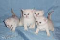 S*Esteticas Nova (Pi), S*Esteticas Nalle (Nalle), S*Esteticas Napoleon (Napoleon) and S*Esteticas Nickel (Nickel) 3 weeks