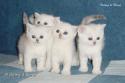 S*Esteticas Nova (Pi), S*Esteticas Nalle (Nalle), S*Esteticas Napoleon (Napoleon) and S*Esteticas Nickel (Nickel) 5 weeks