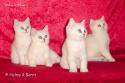 S*Esteticas Nova (Pi), S*Esteticas Nickel (Nickel), S*Esteticas Napoleon (Napoleon) and S*Esteticas Nalle (Nalle) 11 weeks