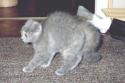 S*Esteticas Ofelia 7 weeks rädd