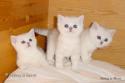 S*Esteticas Orianna (Gwennie), S*Esteticas Odelie (Odelie) och S*Esteticas Odessa (Odessa) 5 veckor