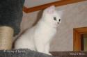 S*Esteticas Pascha 13 weeks - nr 1