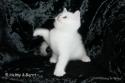 S*Esteticas Pascha 8 weeks - nr 1