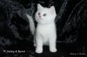 S*Esteticas Pascha 8 weeks - nr 2