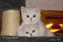 IC S*Esteticas Princess Peach (Sessan) och IC+GIP S*Esteticas Pretty Poppet (Poppis) 11 veckor