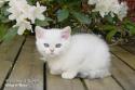IC S*Esteticas Princess Peach (Sessan) 10 weeks - nr 1