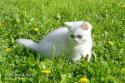 IC S*Esteticas Princess Peach (Sessan) 10 weeks - nr 4