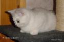 IC S*Esteticas Princess Peach (Sessan) 13 weeks - nr 2