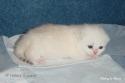 IC S*Esteticas Princess Peach (Sessan) 2 weeks - nr 1