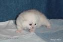 IC S*Esteticas Princess Peach (Sessan) 2 weeks - nr 2