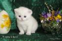 IC S*Esteticas Princess Peach (Sessan) 4 weeks - nr 1