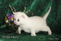 IC S*Esteticas Princess Peach (Sessan) 4 weeks - nr 5