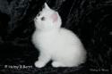 IC S*Esteticas Princess Peach (Sessan) 8 weeks - nr 1