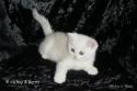 IC S*Esteticas Princess Peach (Sessan) 8 weeks - nr 2