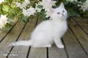 IC+GIP S*Esteticas Pretty Poppet (Poppis) 10 weeks - nr 1