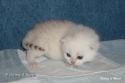 IC+GIP S*Esteticas Pretty Poppet (Poppis) 2 weeks - nr 2