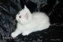 IC+GIP S*Esteticas Pretty Poppet (Poppis) 8 weeks - nr 1