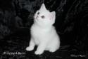 IC+GIP S*Esteticas Pretty Poppet (Poppis) 8 weeks - nr 2