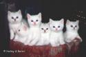 Q-litter  7 weeks