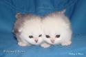 CH S*Esteticas Quentin (Morris) and S*Esteticas Queen Melissa (Melissa) 2 weeks - nr 1